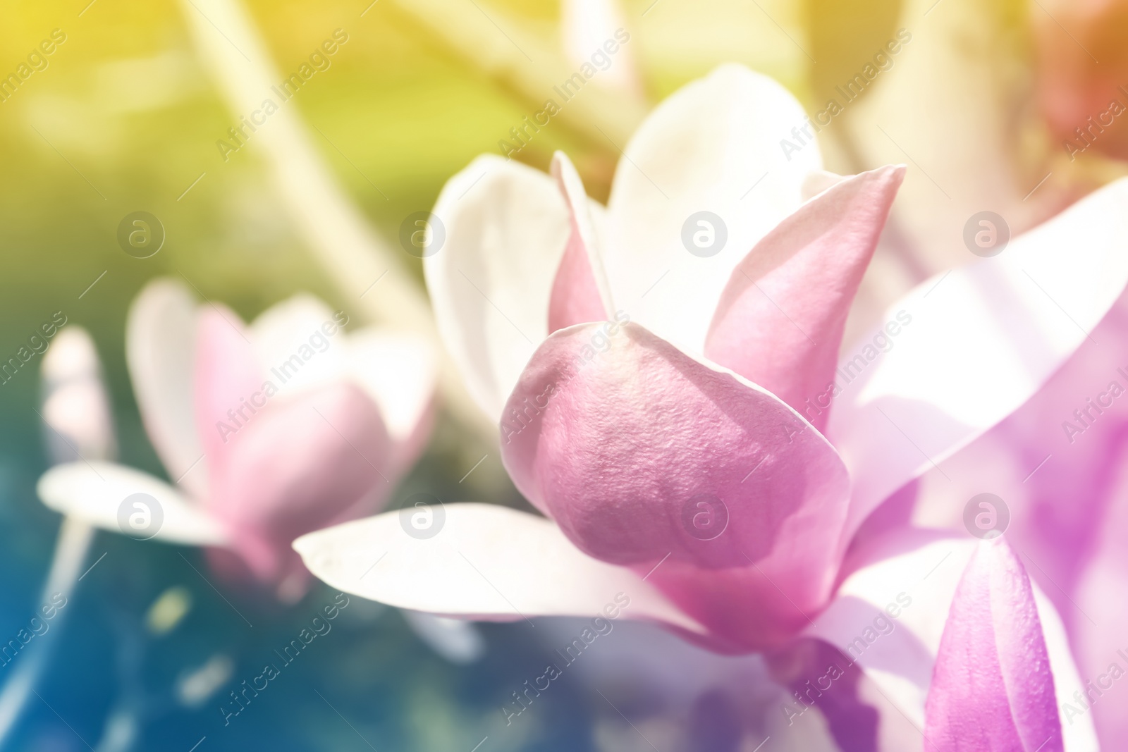 Image of Closeup view of blossoming spring tree outdoors, color toned