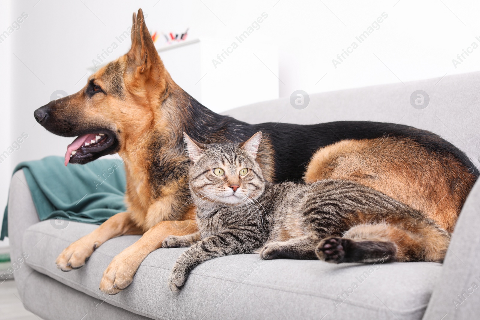 Photo of Adorable cat and dog resting together on sofa indoors. Animal friendship