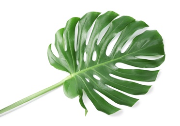 Tropical Monstera leaf on white background