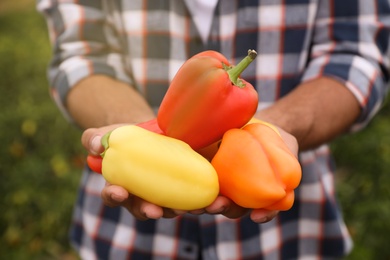 Photo of Farmer with bell peppers in field, closeup. Harvesting time