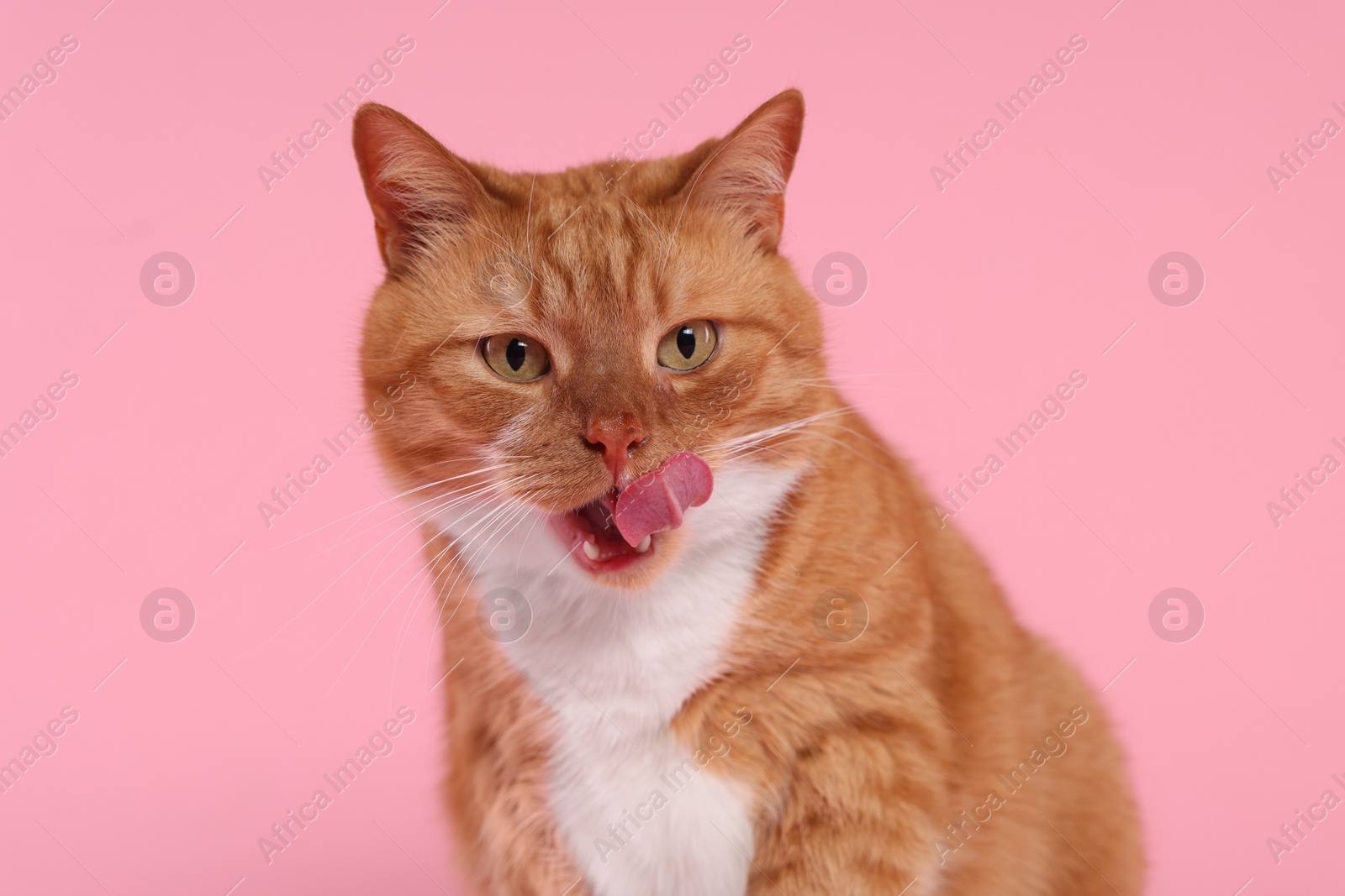 Photo of Cute cat licking itself on pink background