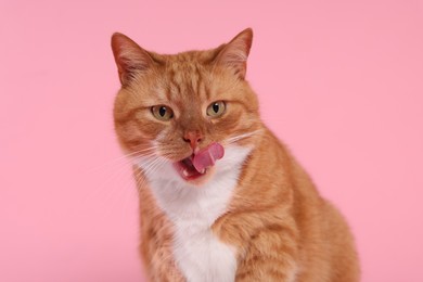 Photo of Cute cat licking itself on pink background