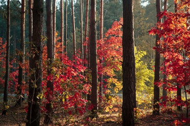 Photo of Picturesque view of forest with trees on sunny day. Autumn season