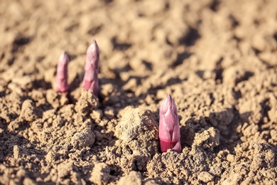 Photo of Young sprouts in field on sunny spring day, closeup