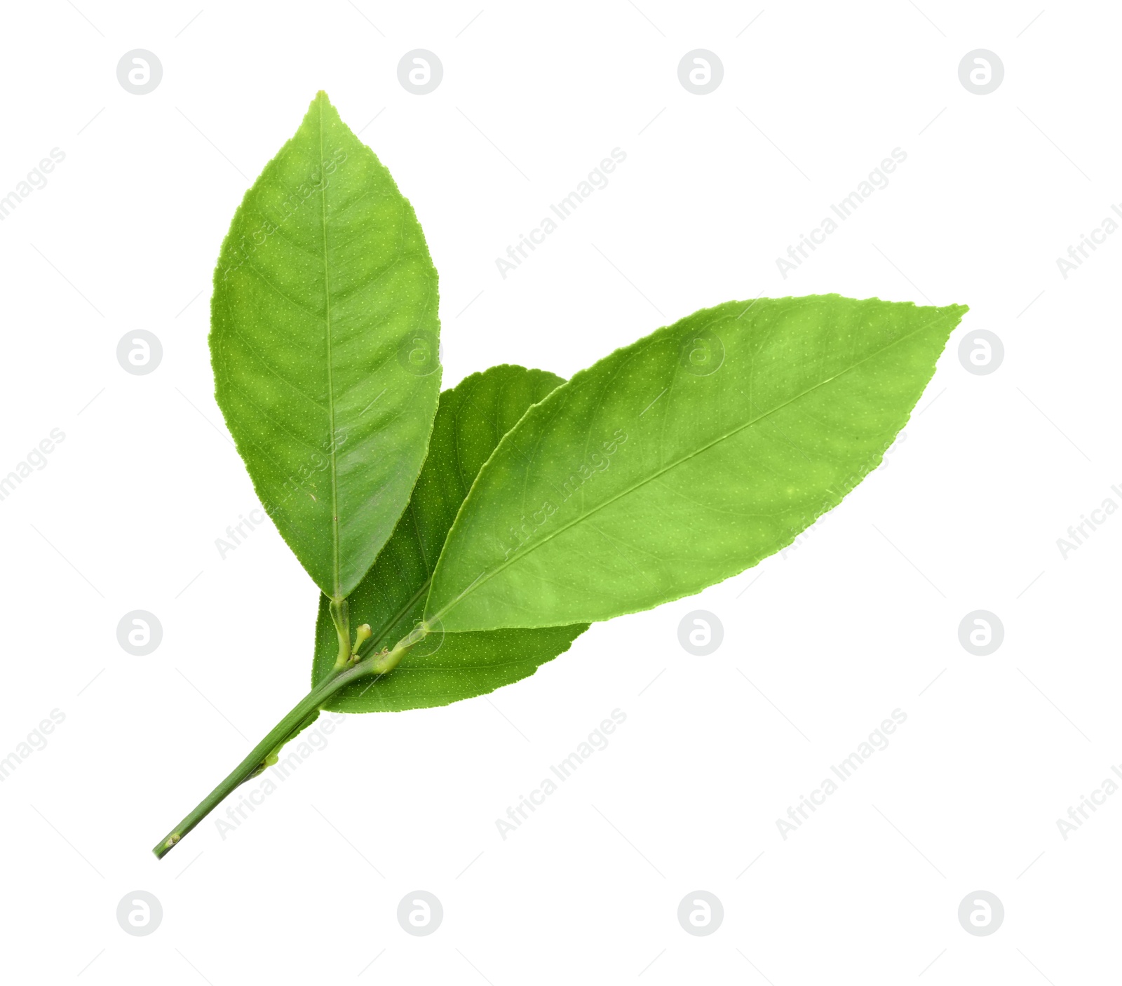 Photo of Fresh twig with green citrus leaves isolated on white