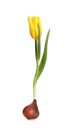 Yellow tulip flower with bulb on white background