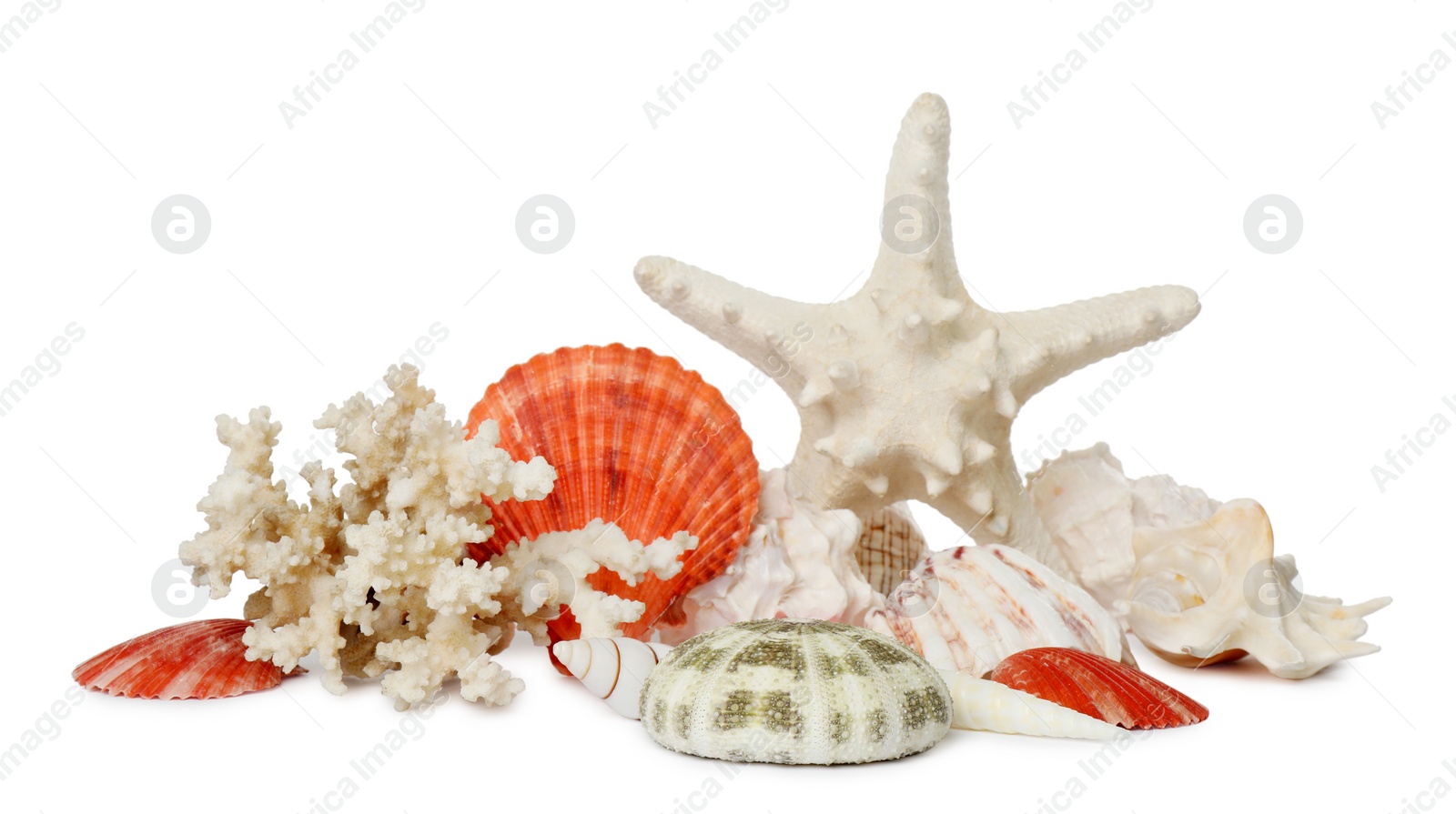 Photo of Beautiful starfish, coral and sea shells on white background