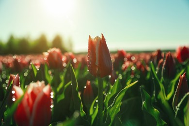 Photo of Blossoming tulips with dew drops in field on spring day, closeup