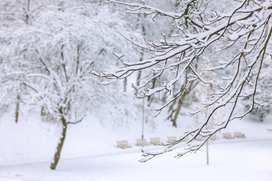 Photo of Beautiful tree branches covered with snow in winter park, space for text