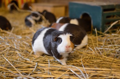 Photo of Cute funny guinea pigs on hay indoors