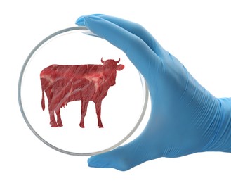 Image of Scientist holding Petri dish with cow silhouette made of beef on white background, closeup. Cultured meat