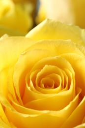 Beautiful rose with yellow petals, macro view