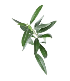 Photo of Twig with fresh green olive leaves on white background