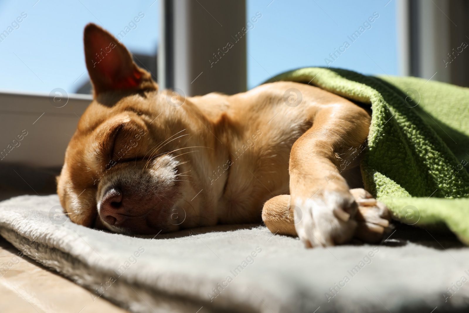 Photo of Cute small chihuahua dog sleeping on window sill indoors