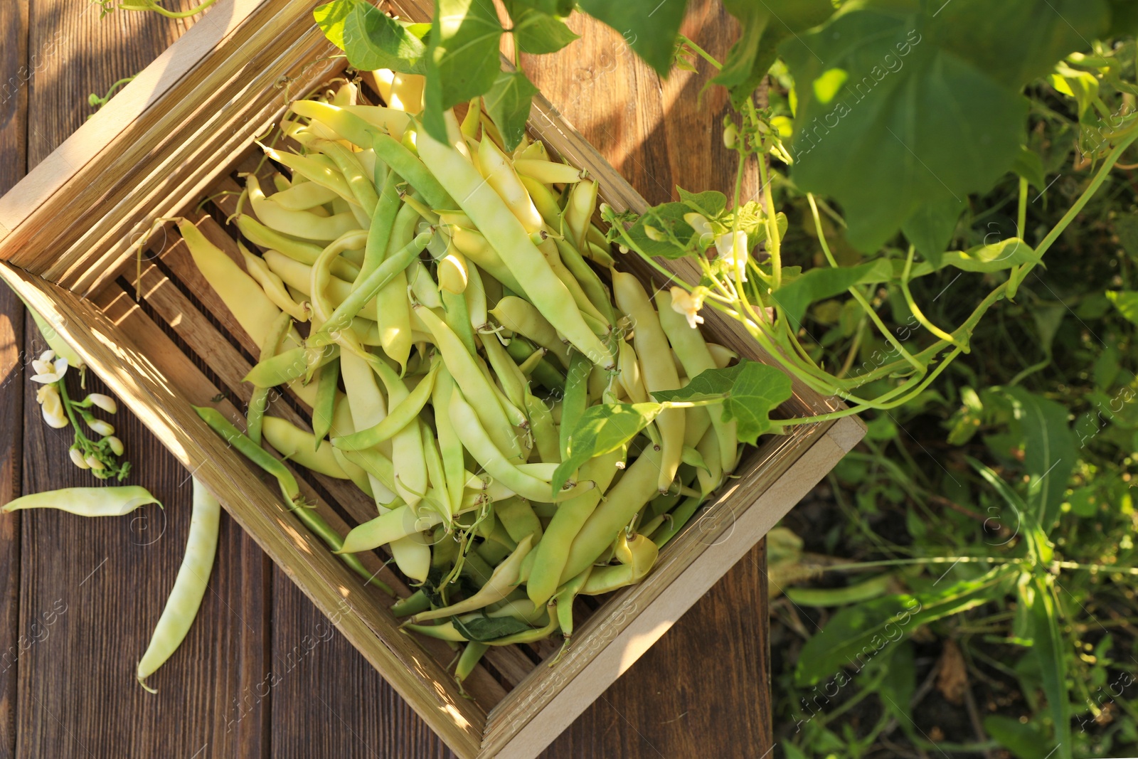 Photo of Crate with fresh green beans on wooden table in garden, top view