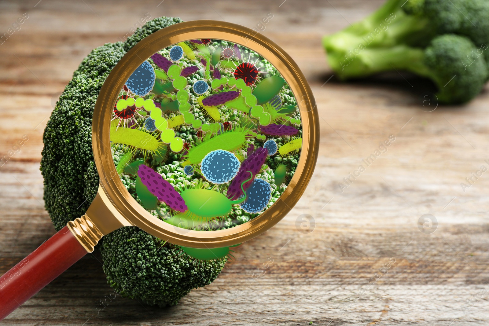Image of Magnifying glass and illustration of microbes on broccoli. Food poisoning concept  