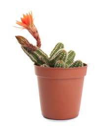 Photo of Cactus (Echinopsis chamaecereus) with beautiful red flower in pot on white background