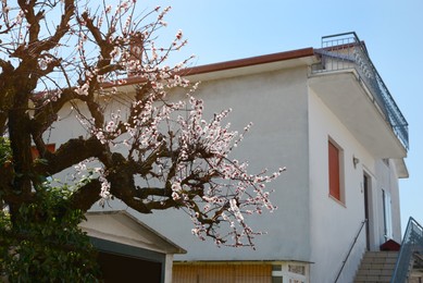 Beautiful blooming apricot tree near house on sunny day