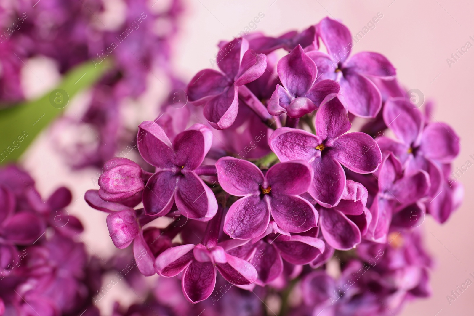 Photo of Closeup view of beautiful lilac flowers on pink background