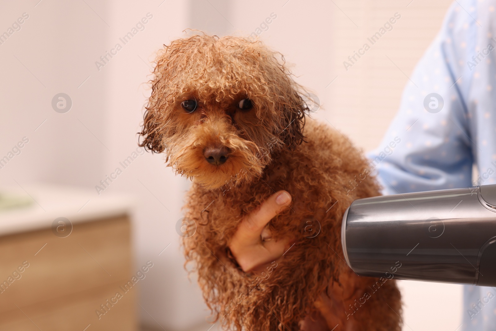 Photo of Woman drying fur of cute Maltipoo dog after washing indoors. Lovely pet