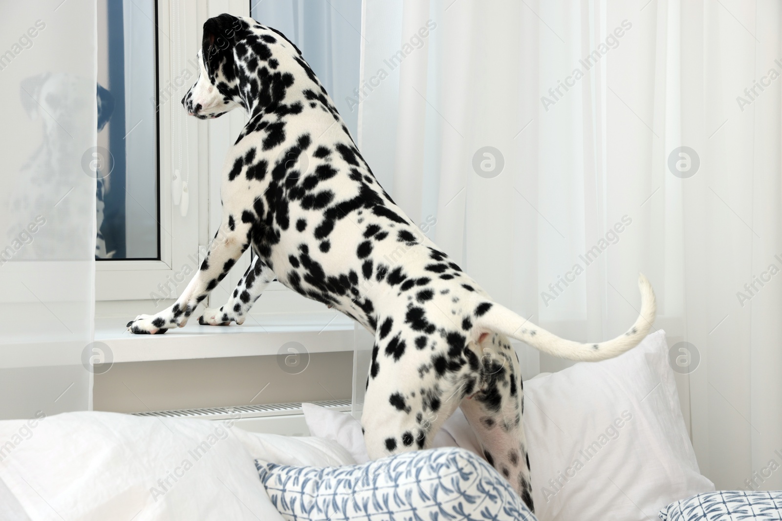 Photo of Adorable Dalmatian dog looking out window in bedroom