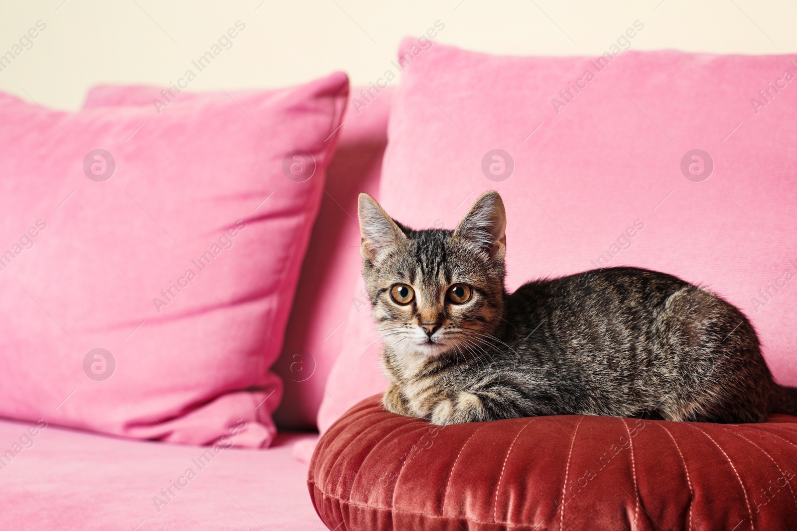 Photo of Grey tabby cat lying on pink sofa indoors, space for text. Adorable pet