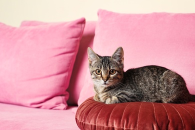 Photo of Grey tabby cat lying on pink sofa indoors, space for text. Adorable pet