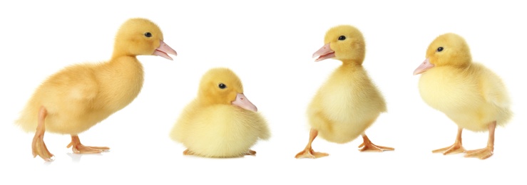 Image of Collage with cute fluffy ducklings on white background, banner design. Farm animals