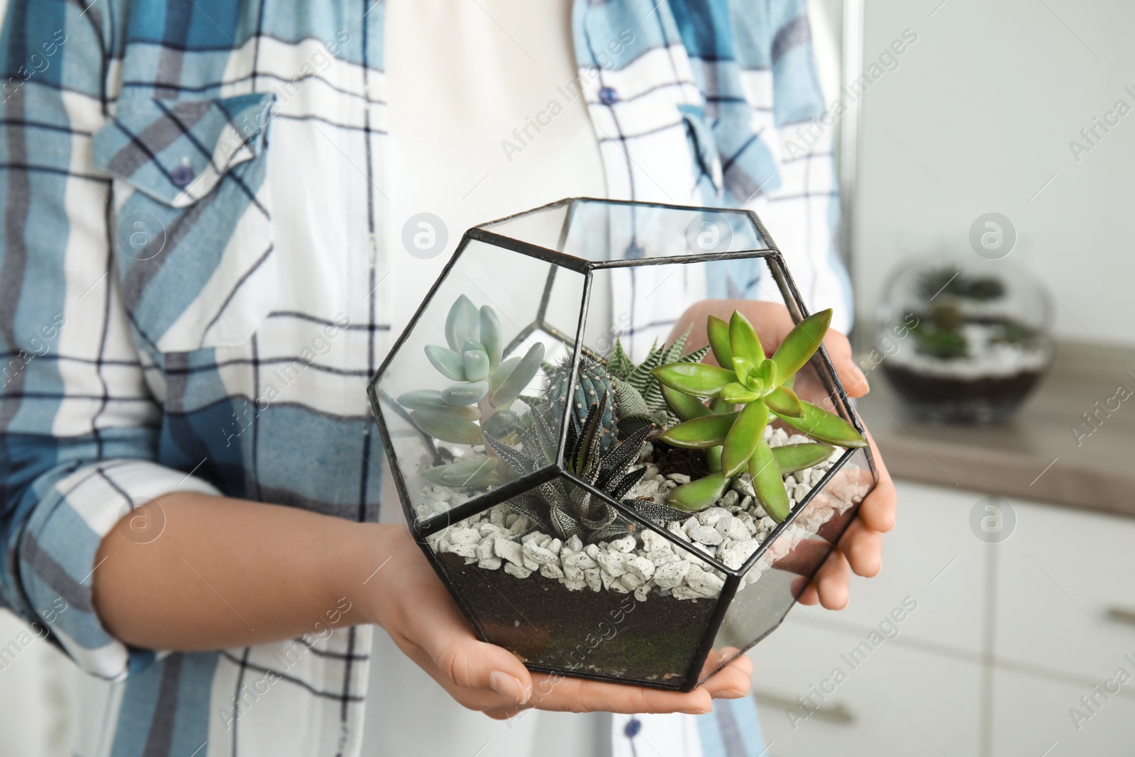 Photo of Young woman holding florarium with different succulents indoors, closeup