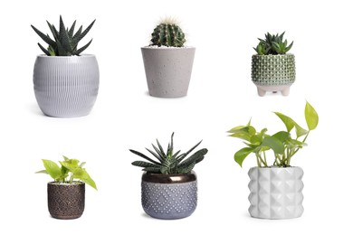 Image of Set with different beautiful houseplants on white background 