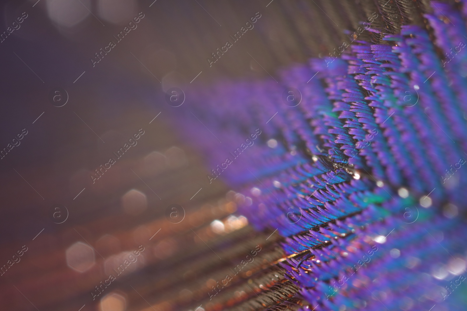 Photo of Texture of beautiful peacock feather as background, macro view