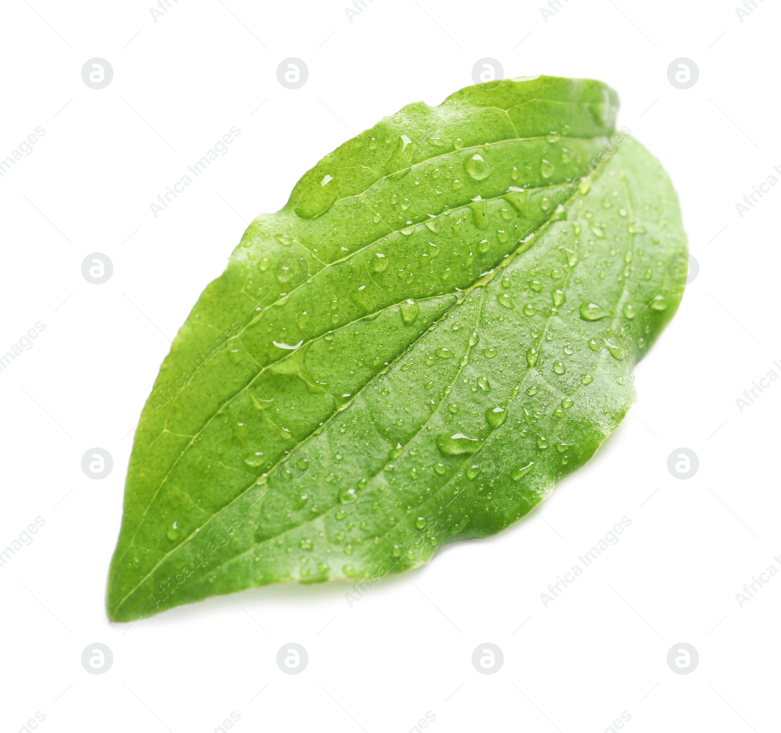 Photo of Green leaf with dew on white background