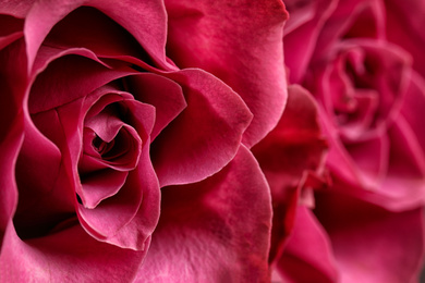 Photo of Beautiful fresh rose, closeup view. Floral decor