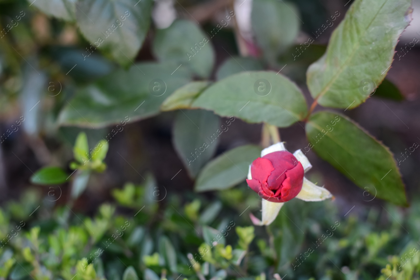 Photo of Beautiful red rose flower blooming outdoors, closeup. Space for text