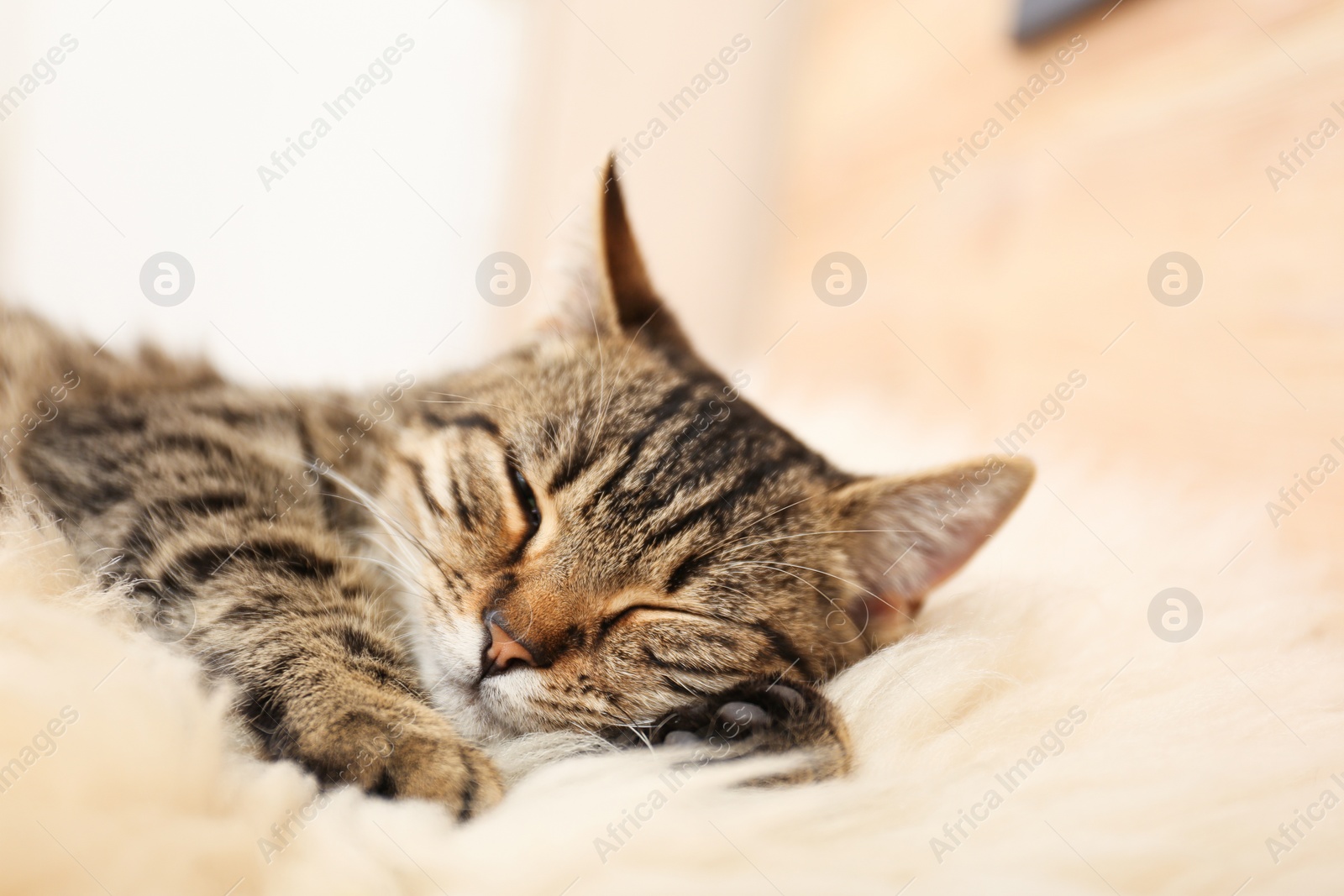 Photo of Cute tabby cat lying on faux fur, closeup. Lovely pet