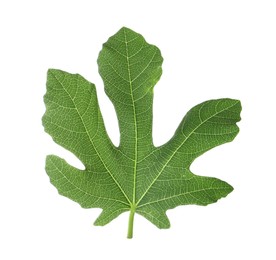 Photo of One green leaf of fig tree isolated on white, top view