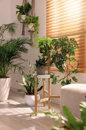 Cozy room interior with different beautiful houseplants near window