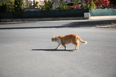Lonely stray cat on asphalt road. Homeless pet