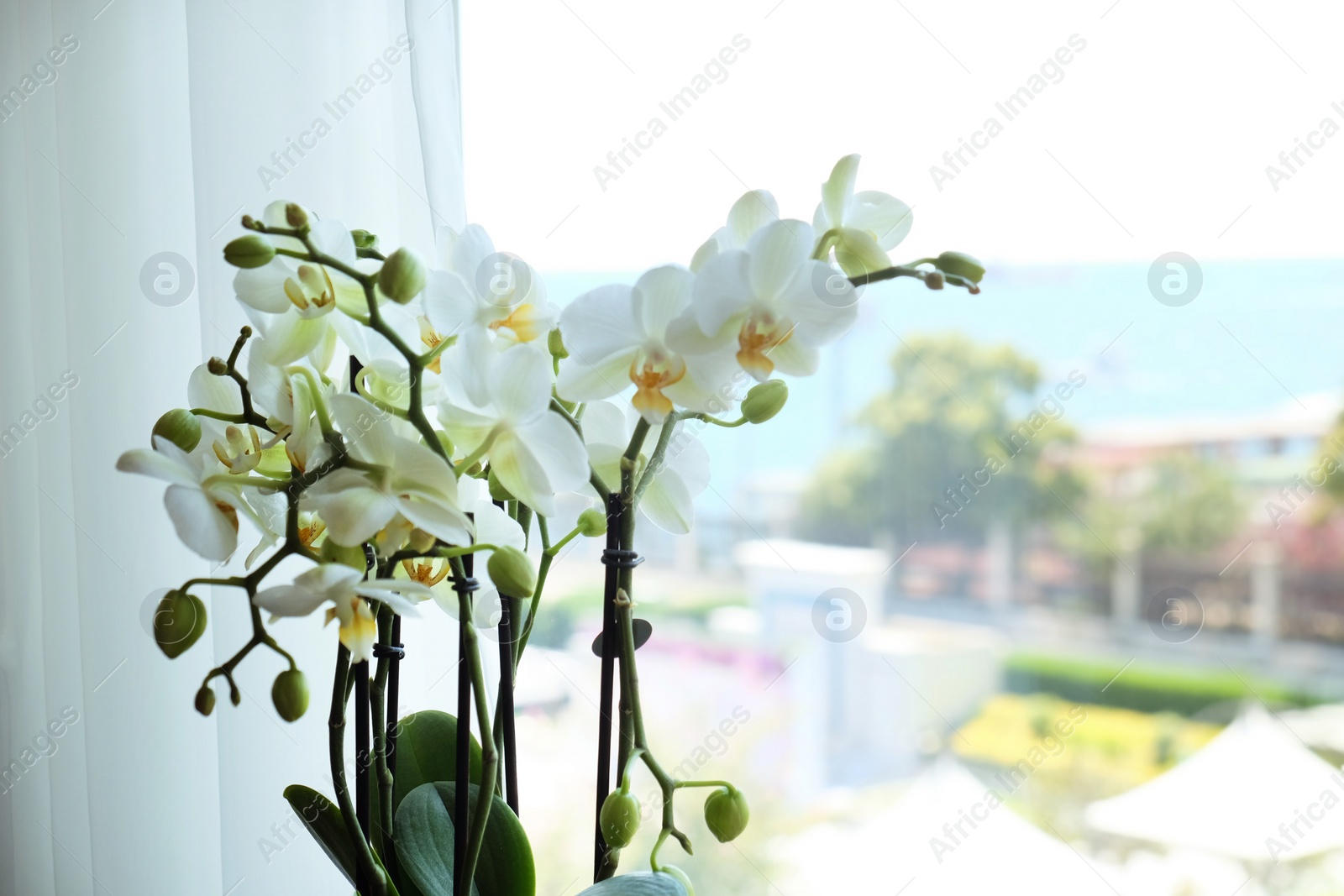 Photo of Beautiful white orchid flowers near window, indoors