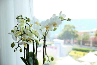 Beautiful white orchid flowers near window, indoors