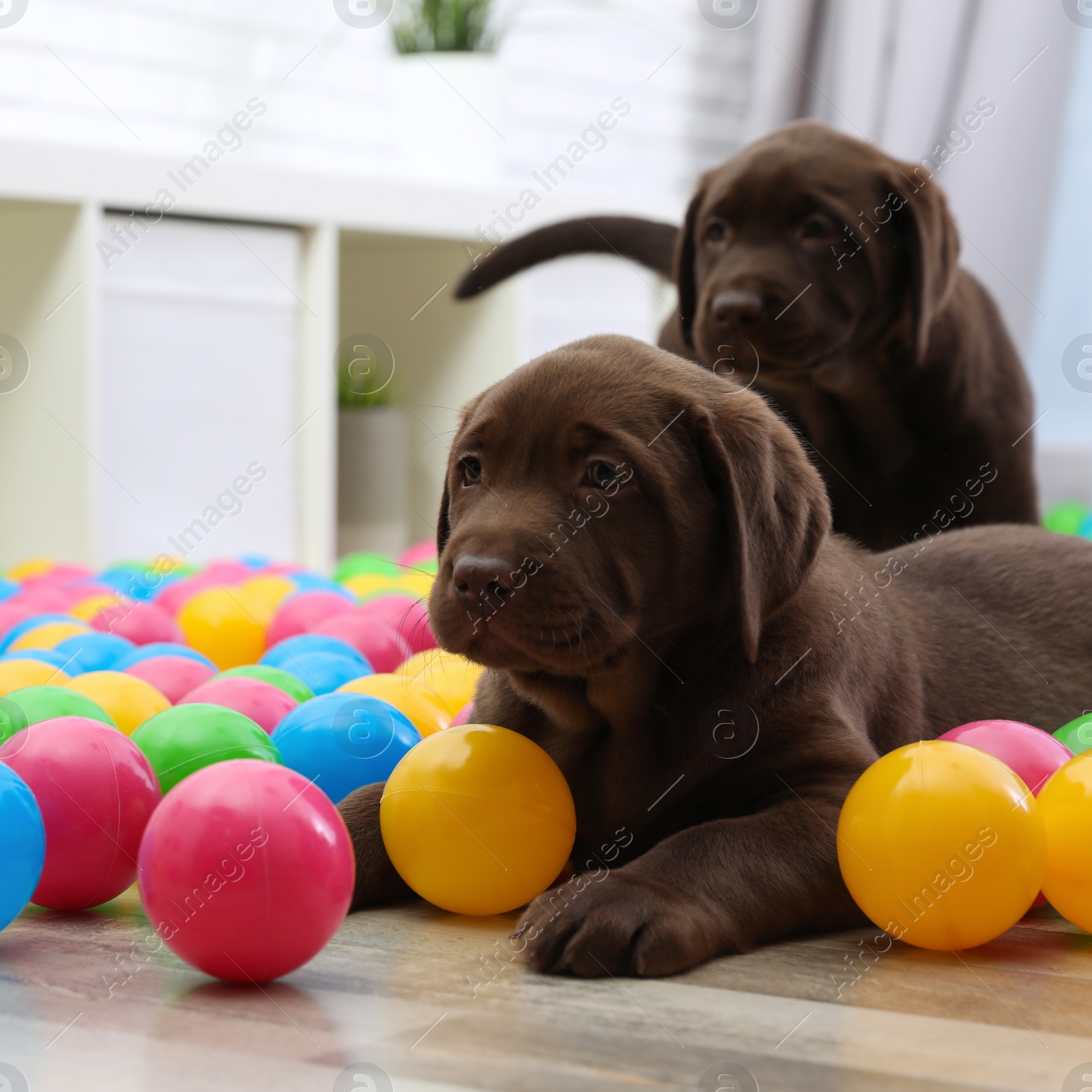 Photo of Chocolate Labrador Retriever puppies playing with colorful balls indoors