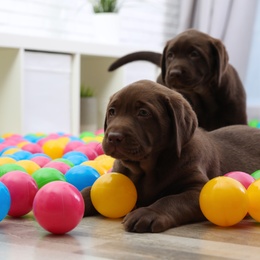 Chocolate Labrador Retriever puppies playing with colorful balls indoors