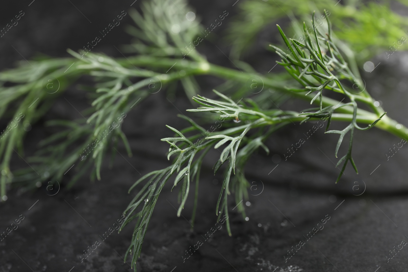 Photo of Sprig of fresh dill on grey table, closeup