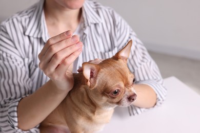 Photo of Veterinary holding acupuncture needle near dog's head indoors, closeup. Animal treatment
