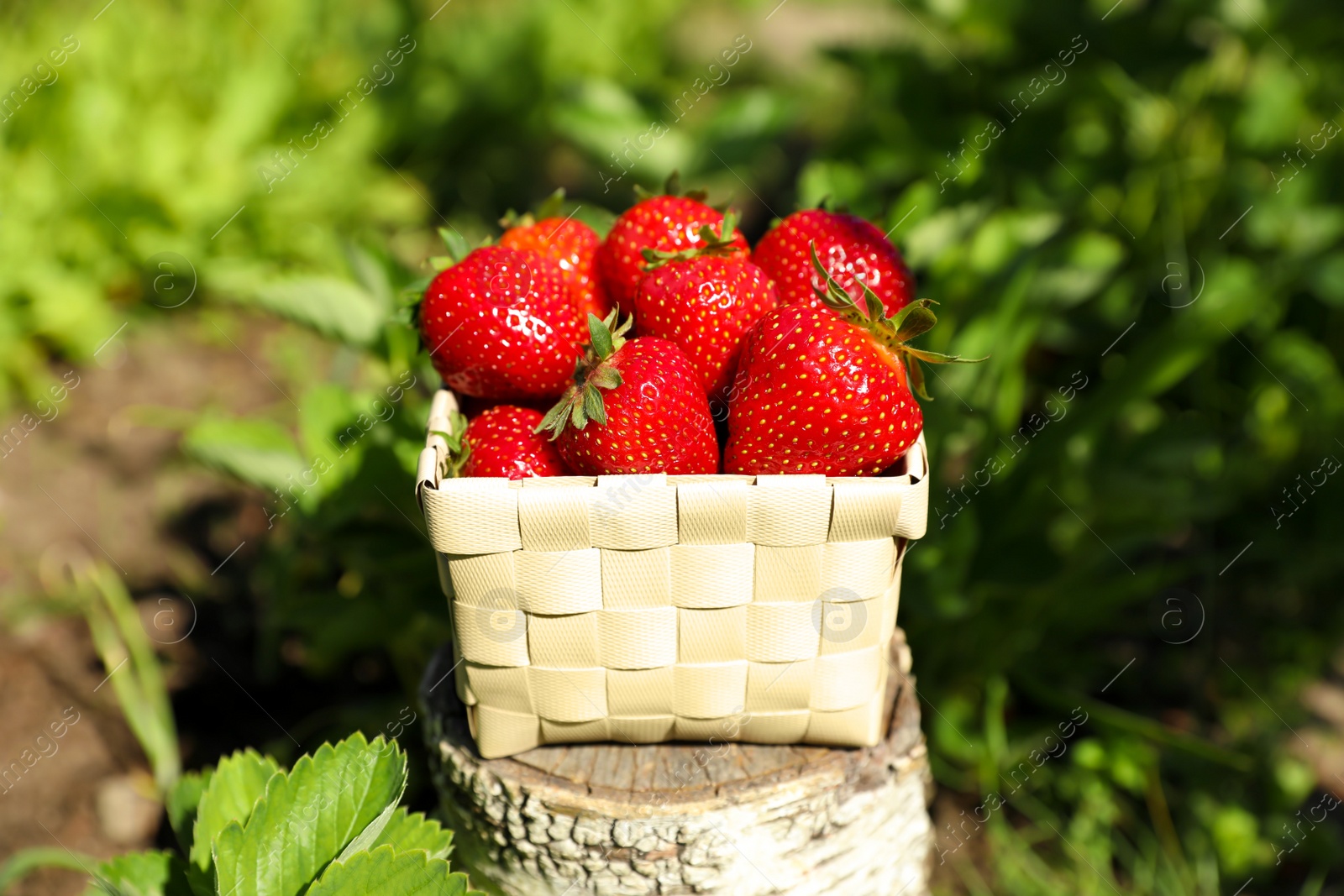 Photo of Basket of ripe strawberries on tree stump in field, closeup