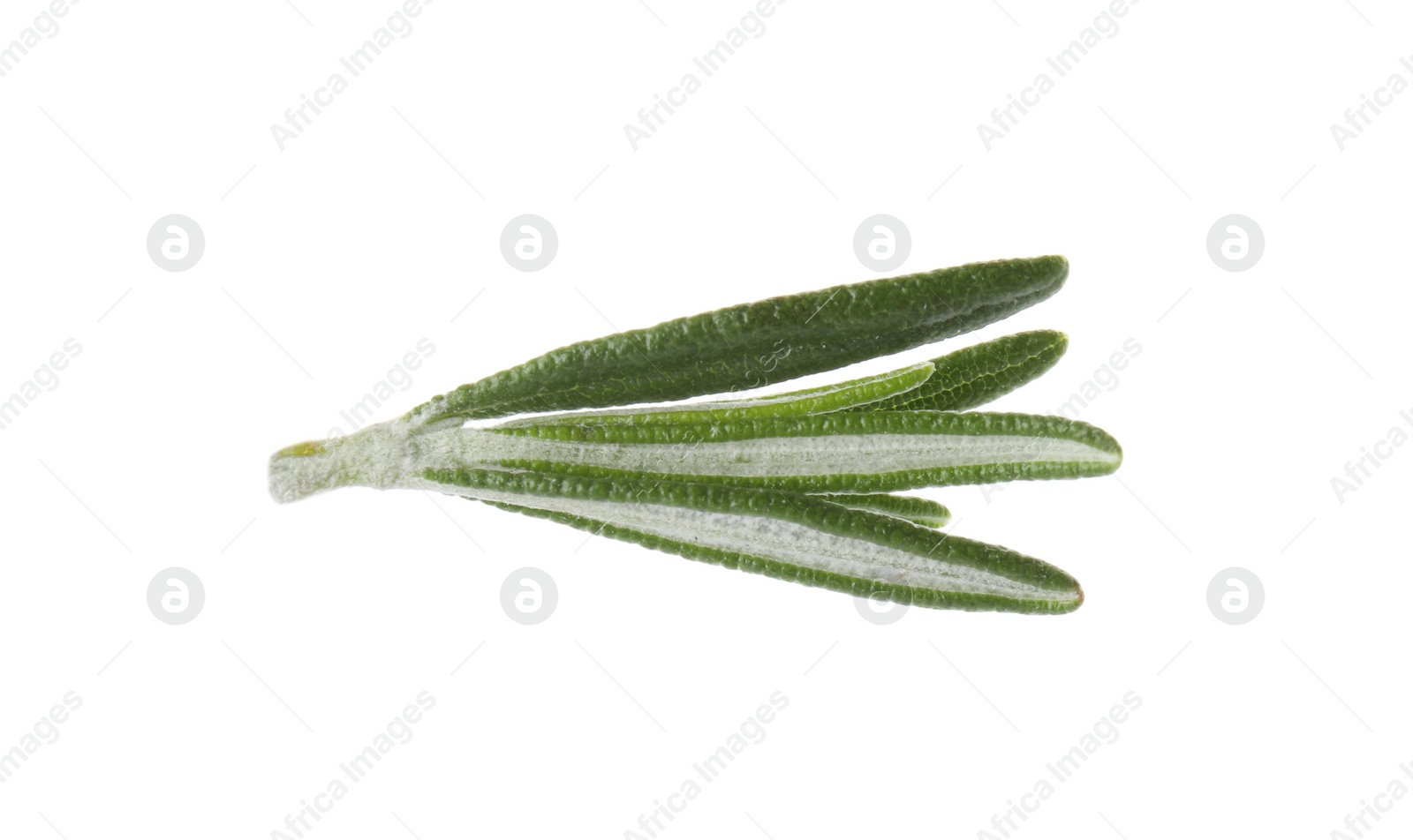 Photo of Fresh green rosemary leaves on white background