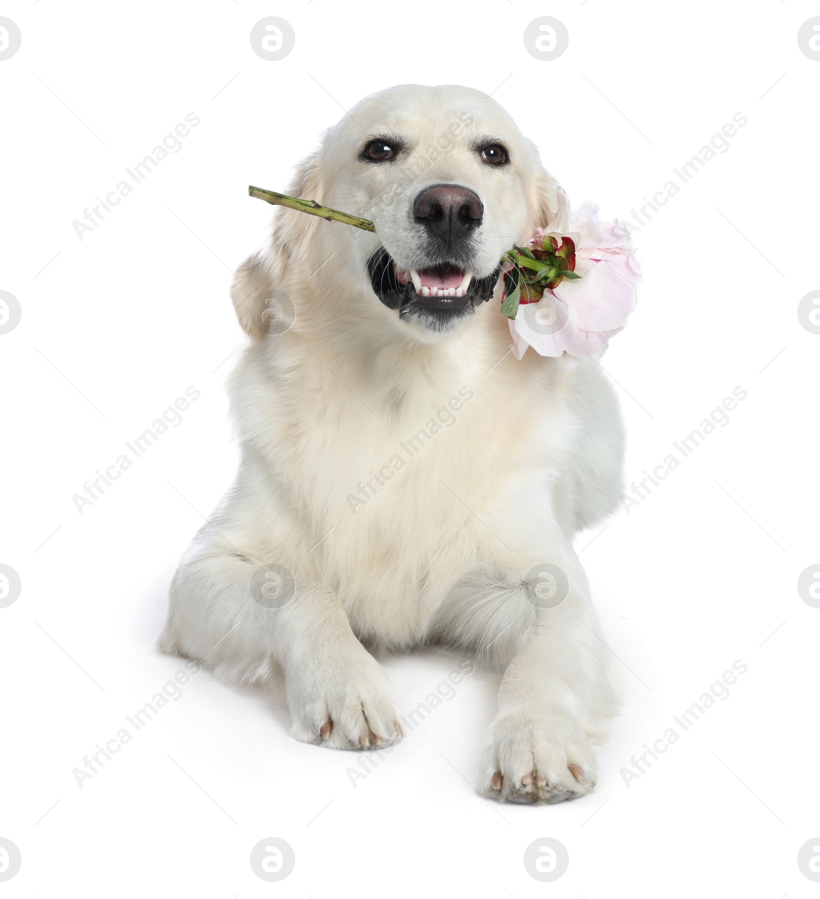 Photo of Cute Labrador Retriever with beautiful peony flower on white background