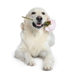 Photo of Cute Labrador Retriever with beautiful peony flower on white background