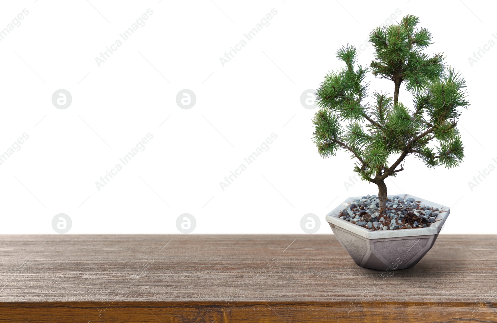 Image of Beautiful bonsai tree in pot on wooden table against white background