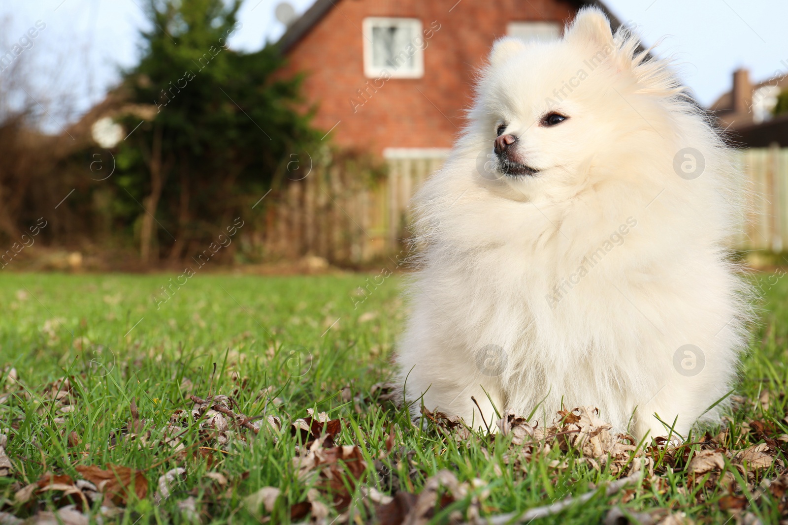 Photo of Cute fluffy Pomeranian dog on green grass outdoors, space for text. Lovely pet